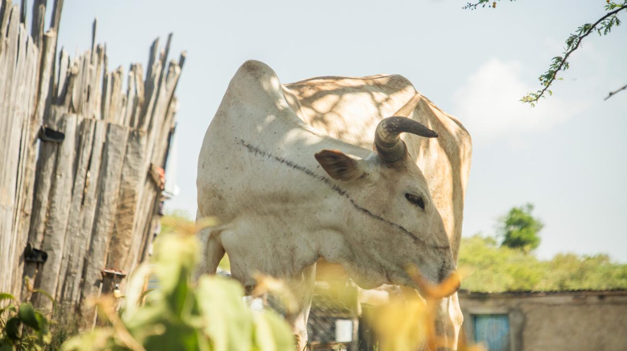 Holistic Pastoralism